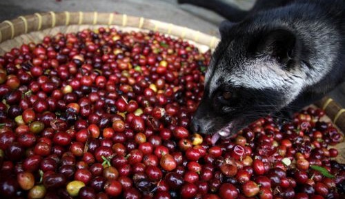 Este café es una mierda